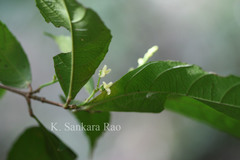 Mallotus aureopunctatus